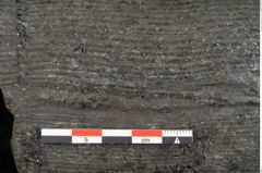 Foto (Detailansicht) von Calamites communis Ettingshausen (NHMW-GEO-2024-0188-10969)